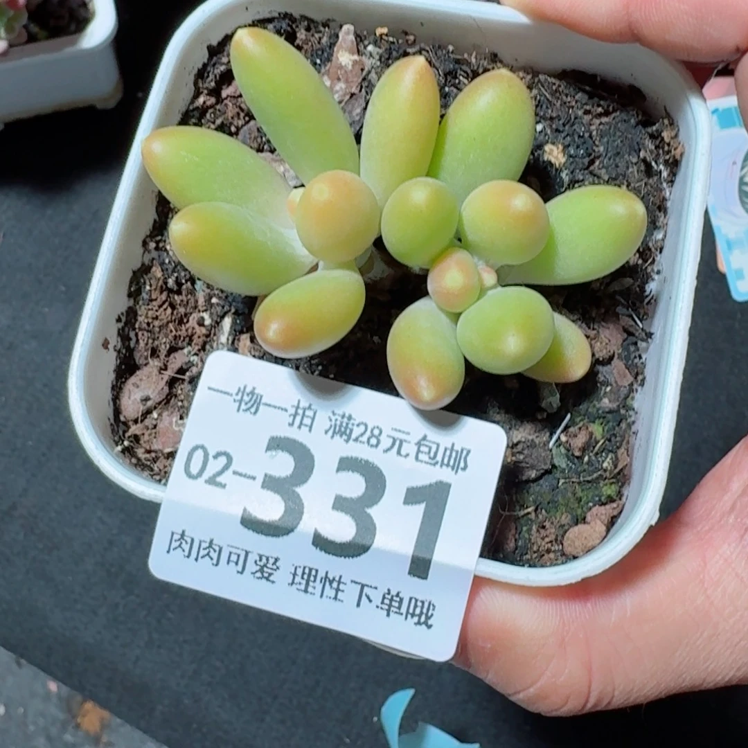 金蝉多肉无盆土发货无盆土发货无
