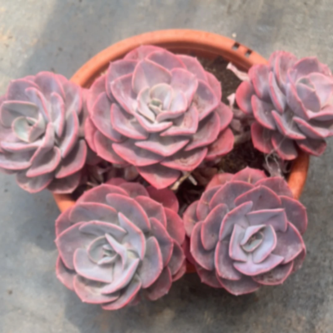 精品多肉老桩【晨爱玫瑰】【轻微断枝不售后】