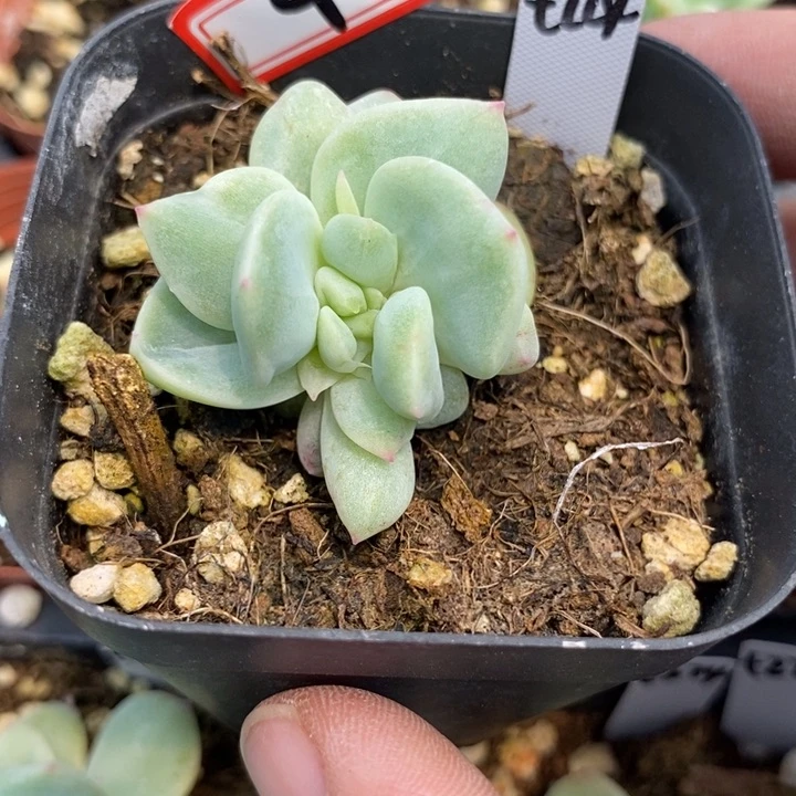 标签4甜心224一个多肉