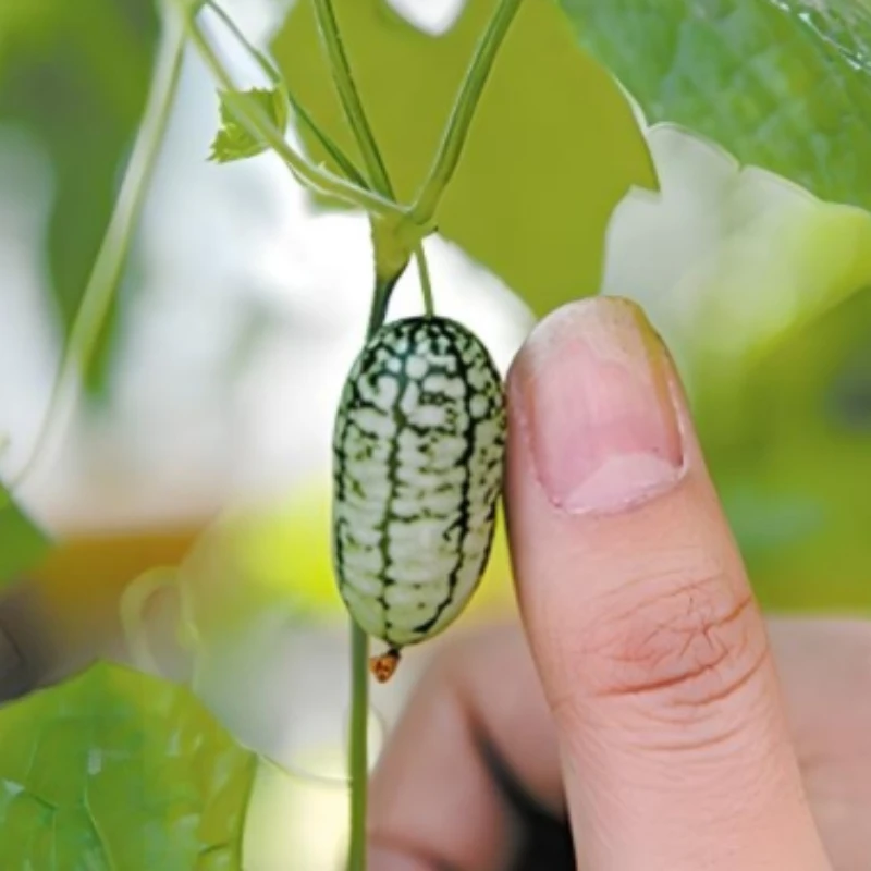 拇指西瓜种子小西瓜籽迷你水果种子四季阳台庭院种植新型水果种子