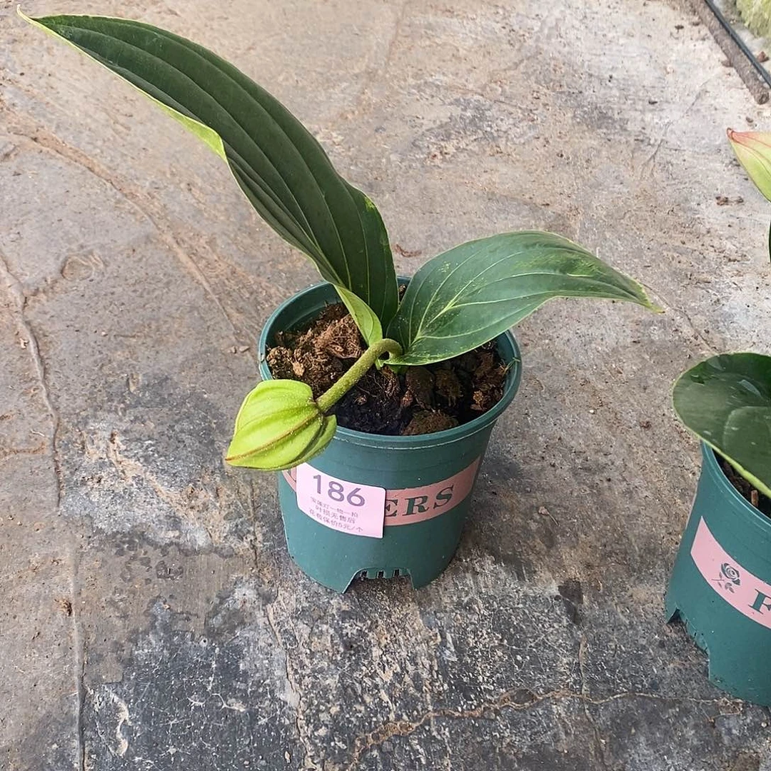 木本植物j****h木本花卉186