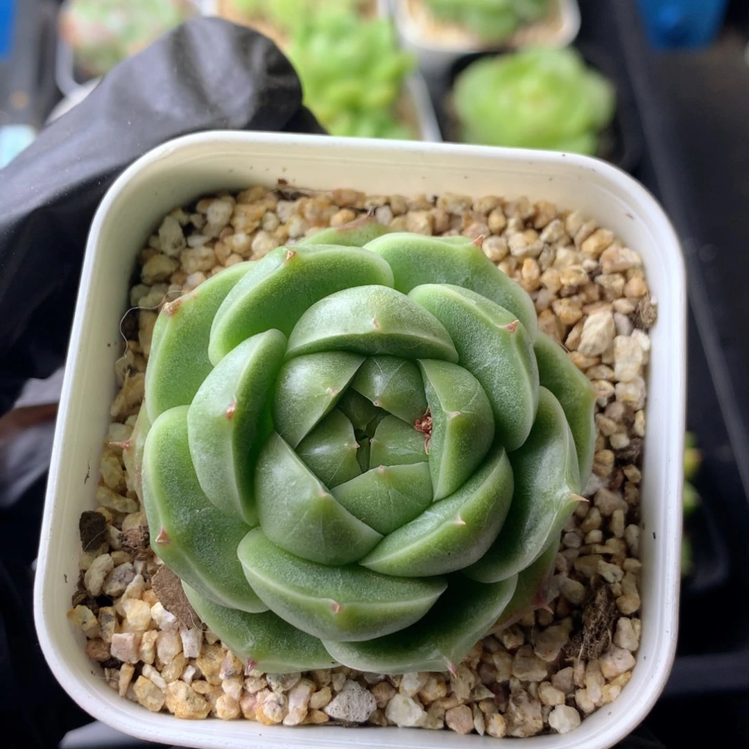 58包邮  群生不包整 124