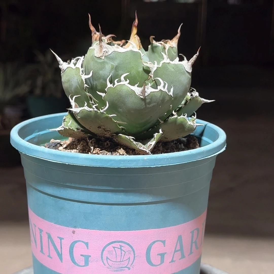 正版白鲸仁王冠龙舌兰