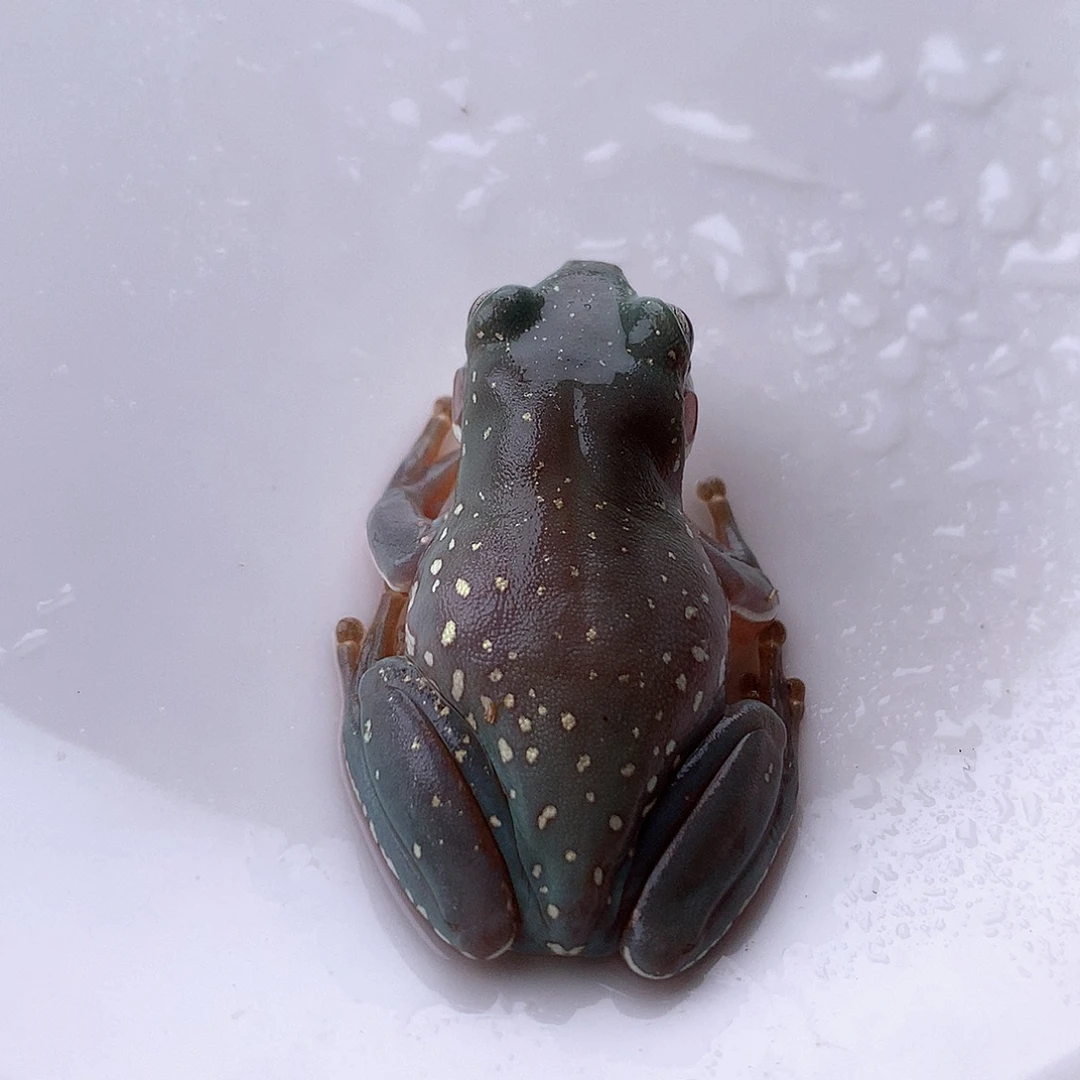 老爷树蛙1号精品蓝紫两侧大雪花