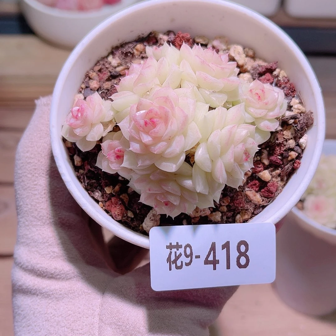 花利美9-418白天鹅