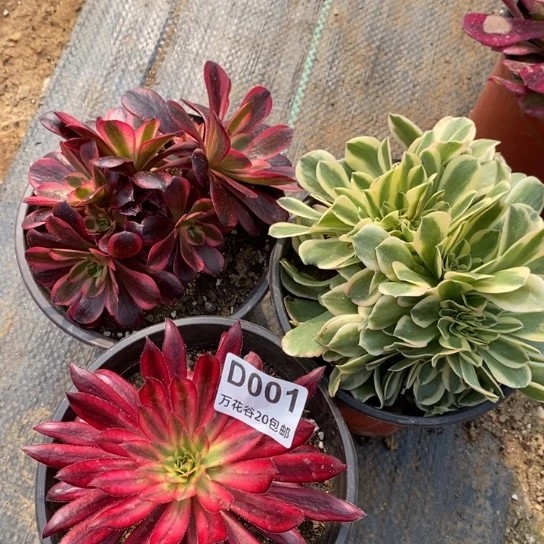 001三棵多肉植物