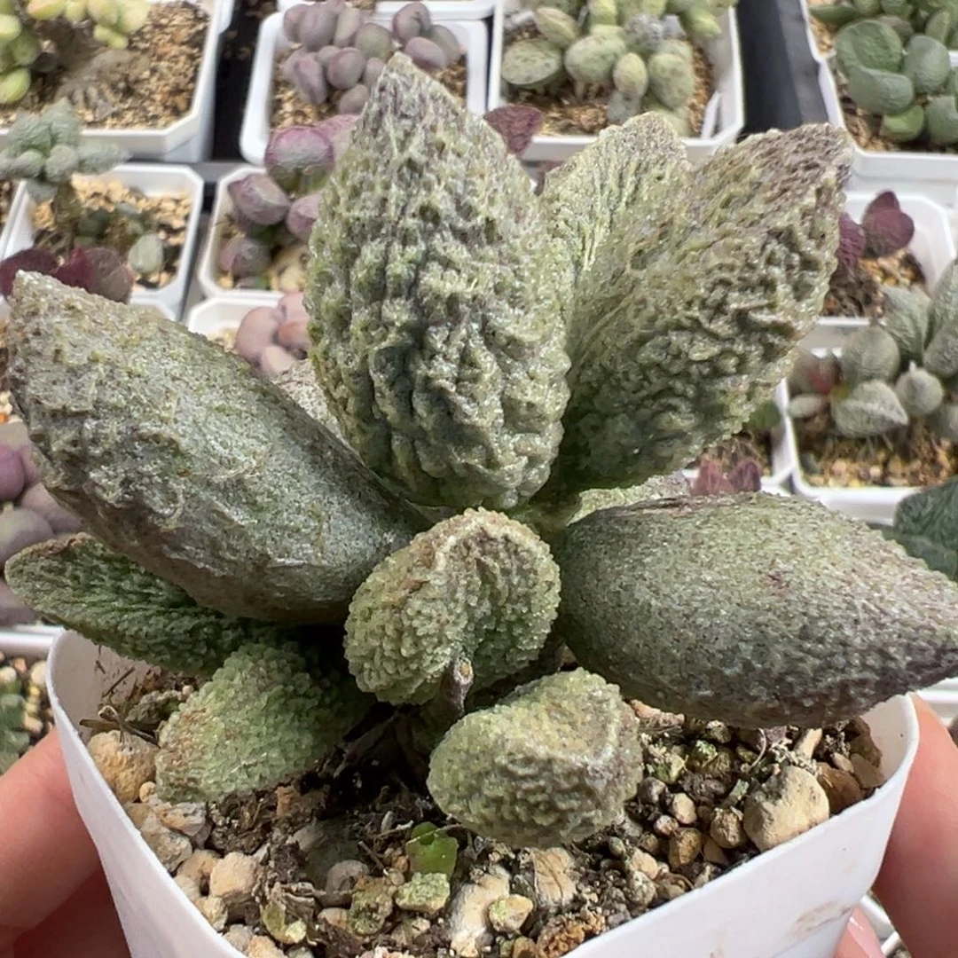碧彩多头纯木质桩多肉植物水泡多肉植物