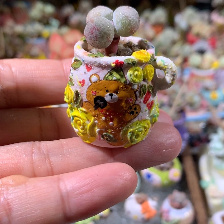 39号 韩国正版米可 不带盆