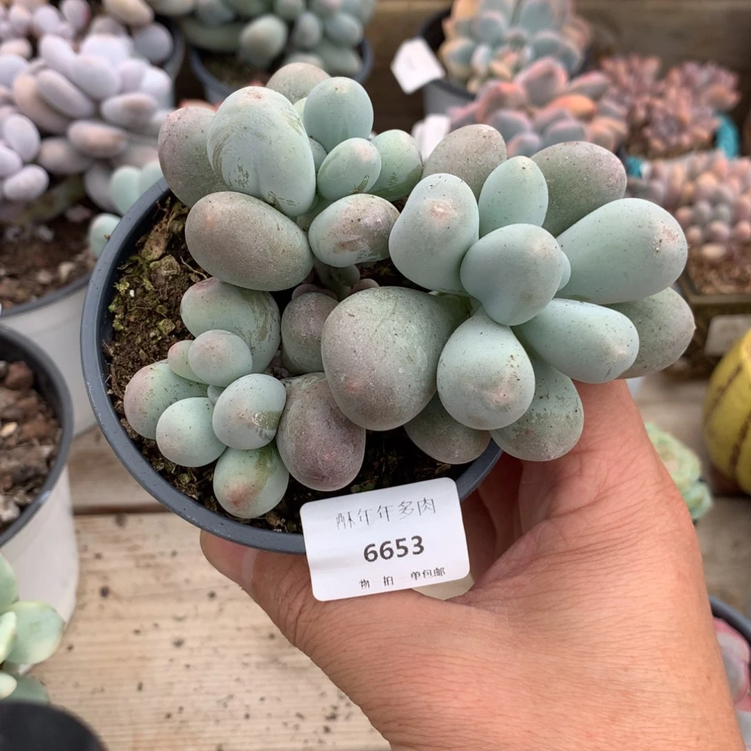 微***何6653米可奶一棵10.5厘米