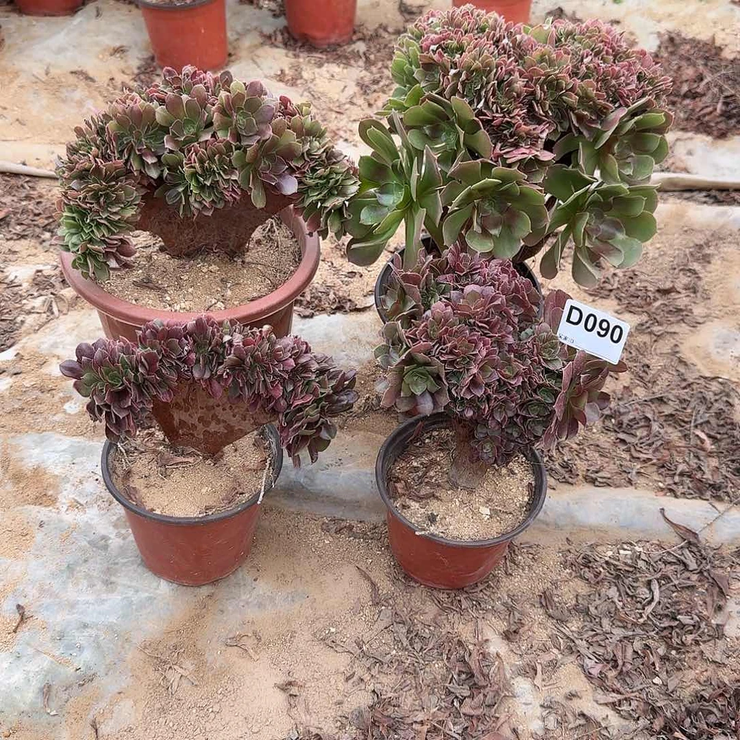 090火玫瑰朵朵共4颗