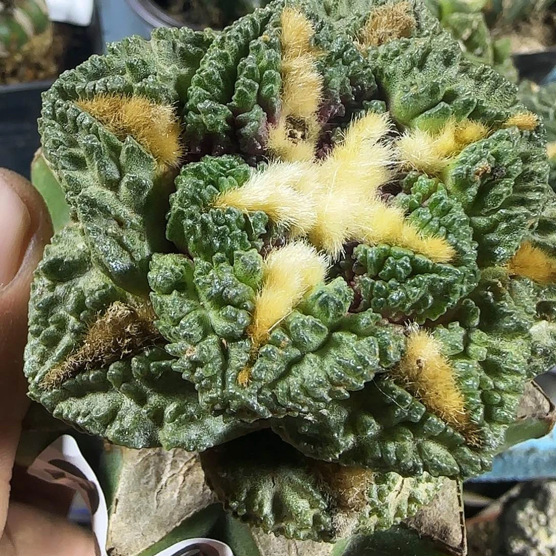 割尤龟甲993仙人球开花