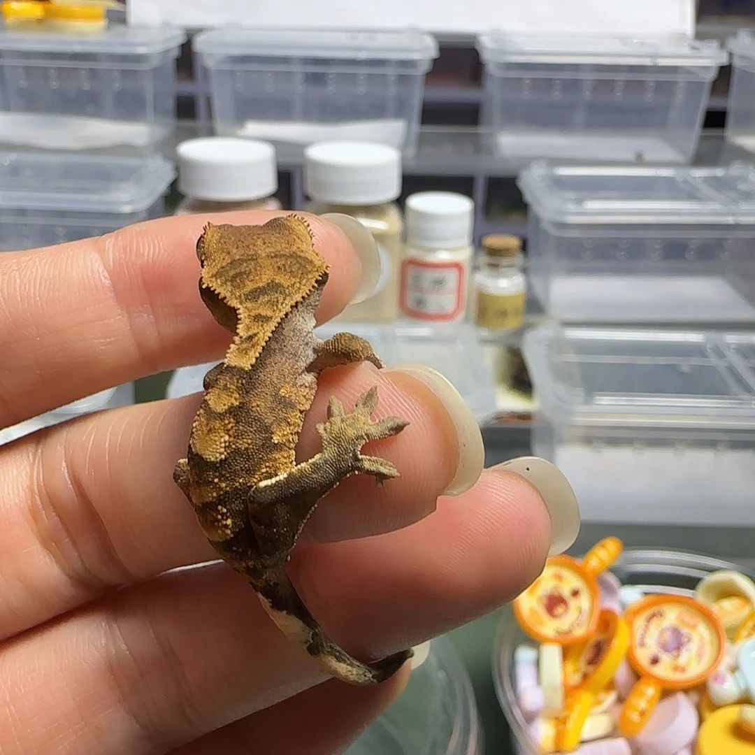 睫角守宫睫角守宫大幼