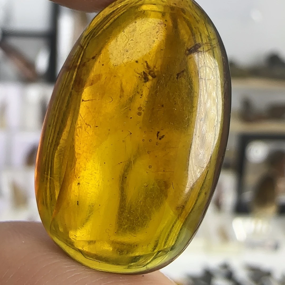 ****n有机玻璃琥破标本大