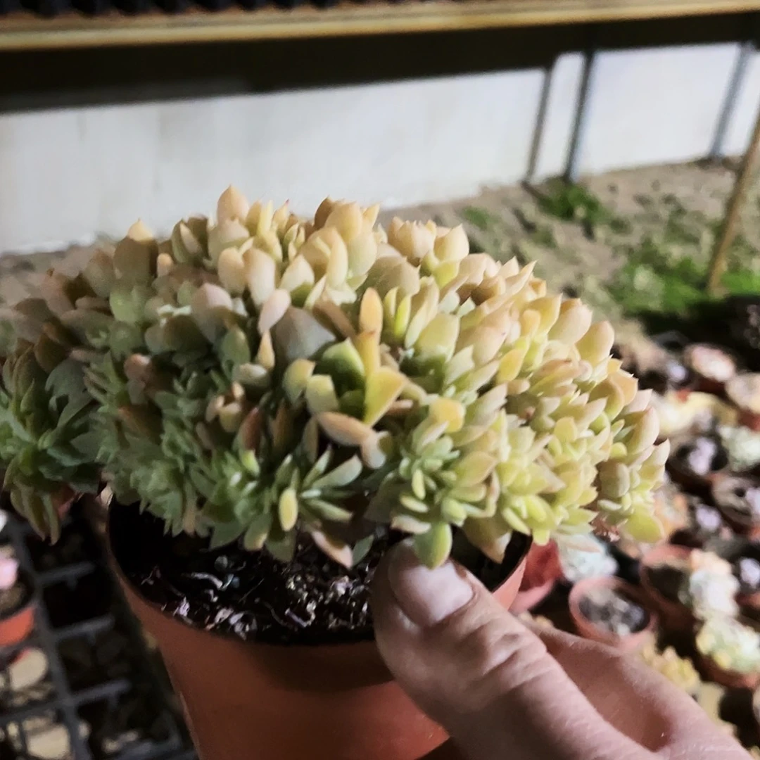 岁***384多肉植物提取天然草本