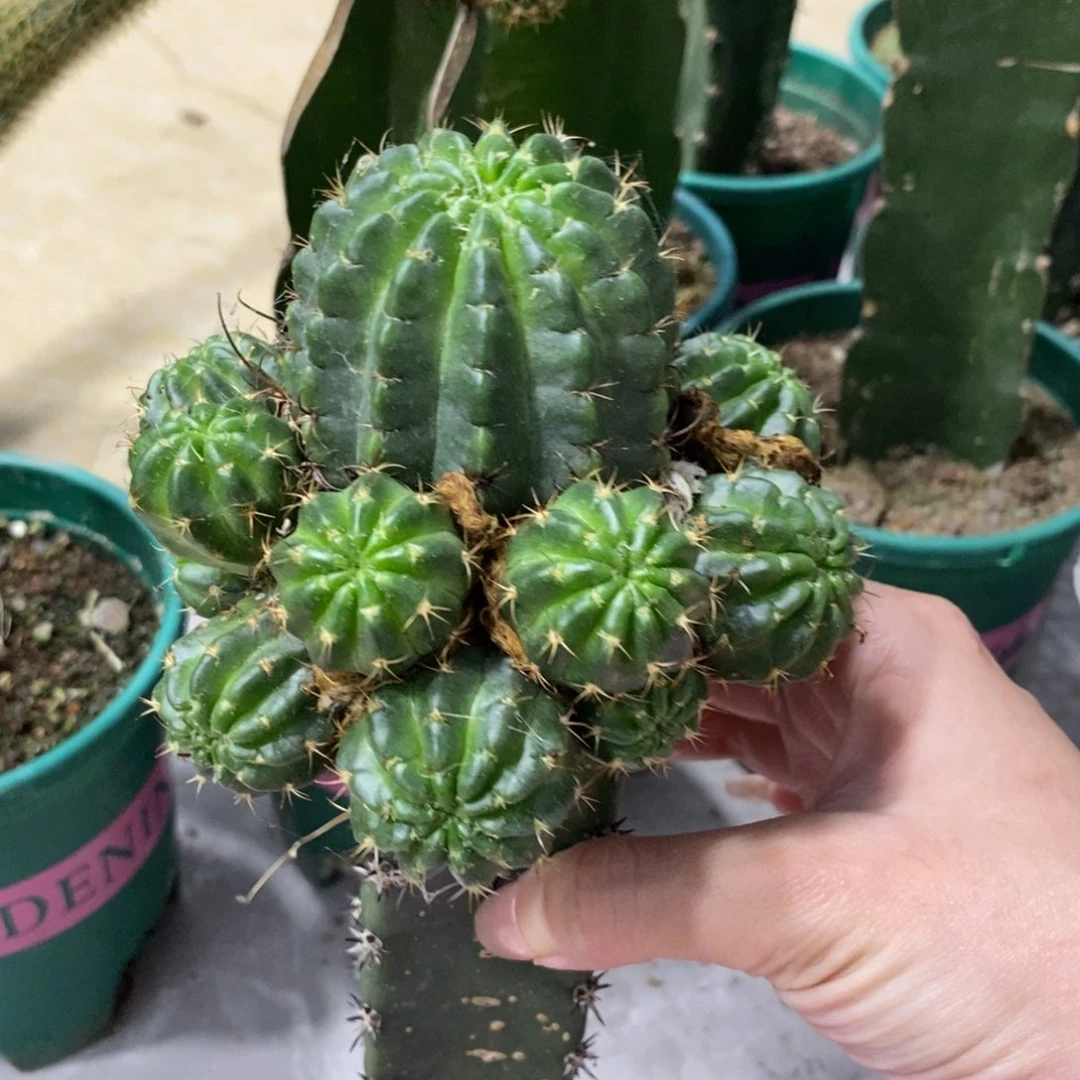群生可可新品丽花母本绣谱