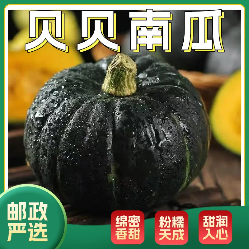 【邮我助农】正宗贝贝南瓜代餐小南瓜粉糯香甜板栗味宝宝辅食甄选