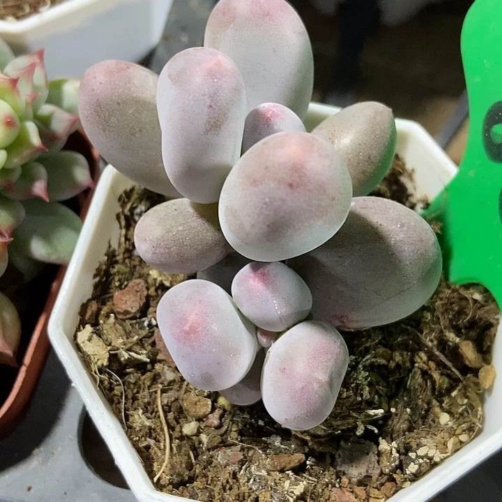 多肉植物米可854多肉