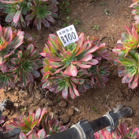 100安娜不包断枝