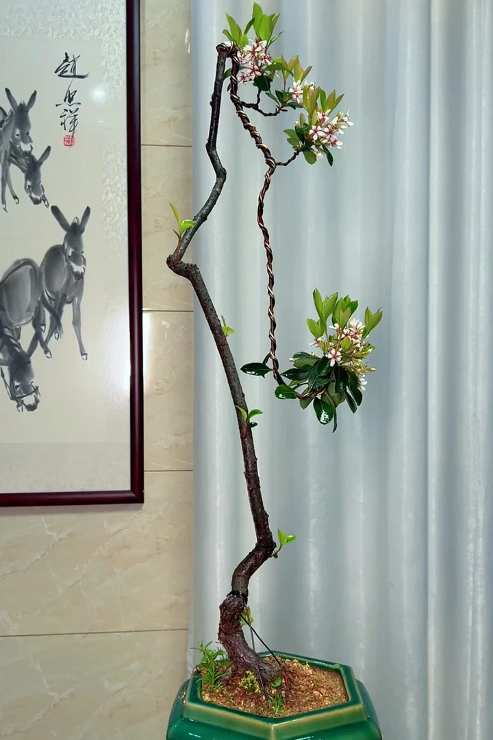 一物一拍文人桩海岛春花石斑木盆景