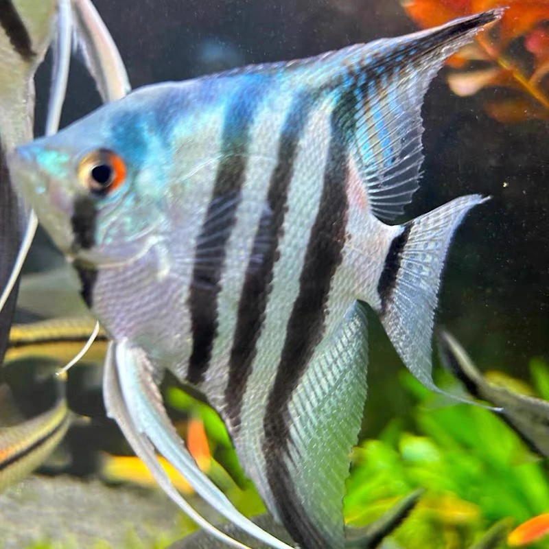 精品蓝魔鬼神仙鱼包邮包路损淡水观赏鱼