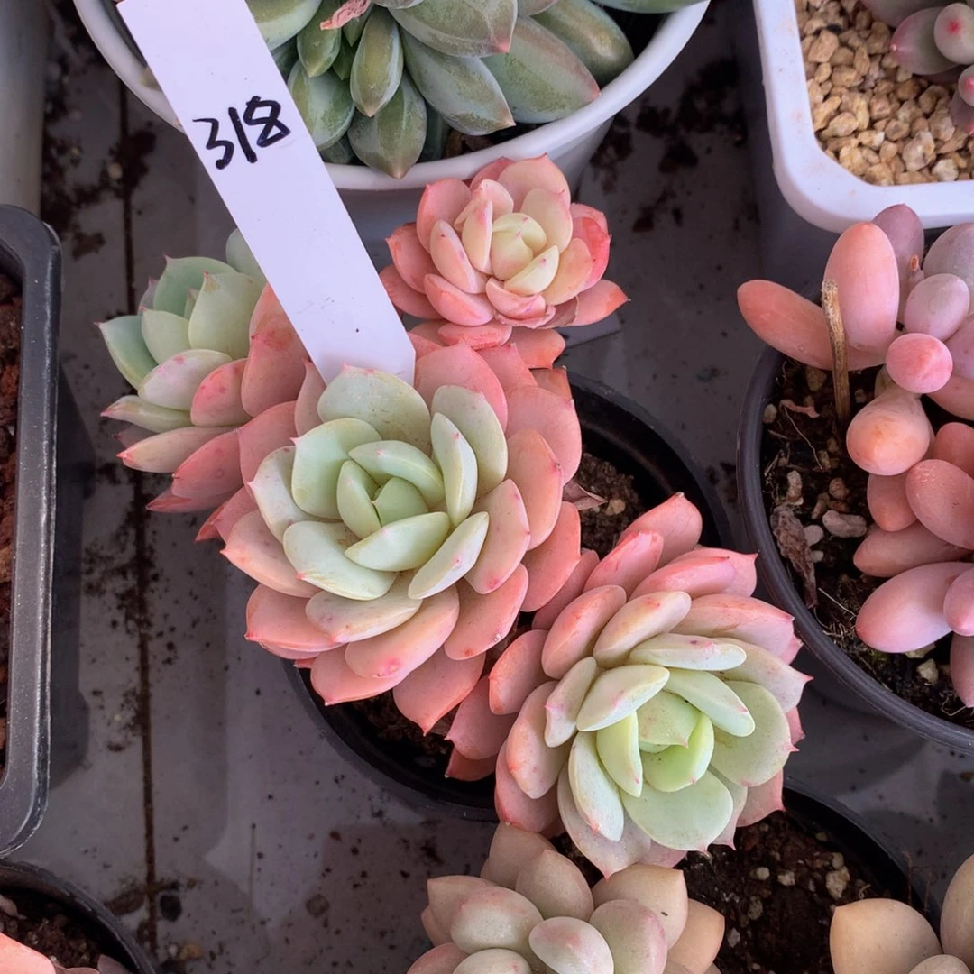 恋曲群727272727272