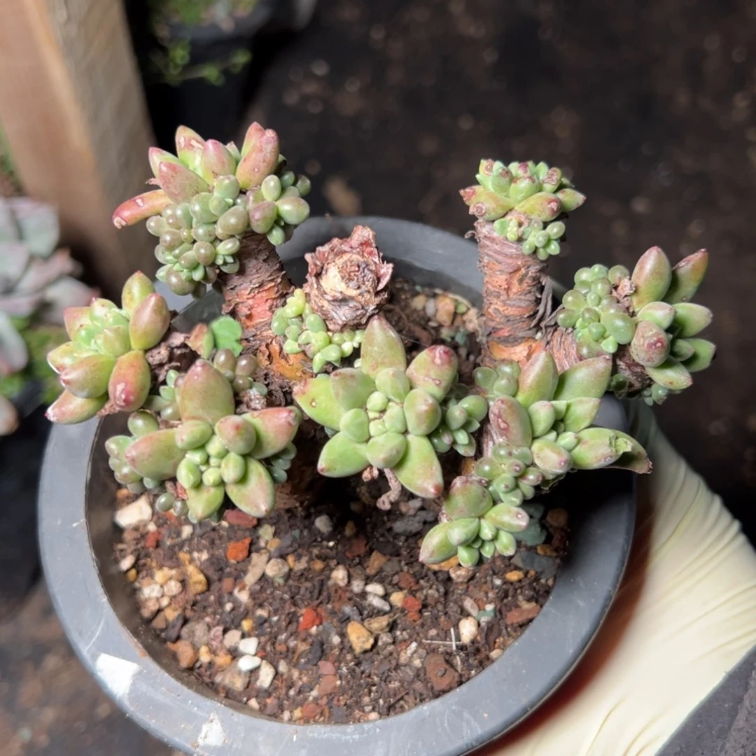 08绿豆瑕疵哈哈哈哈哈哈哈