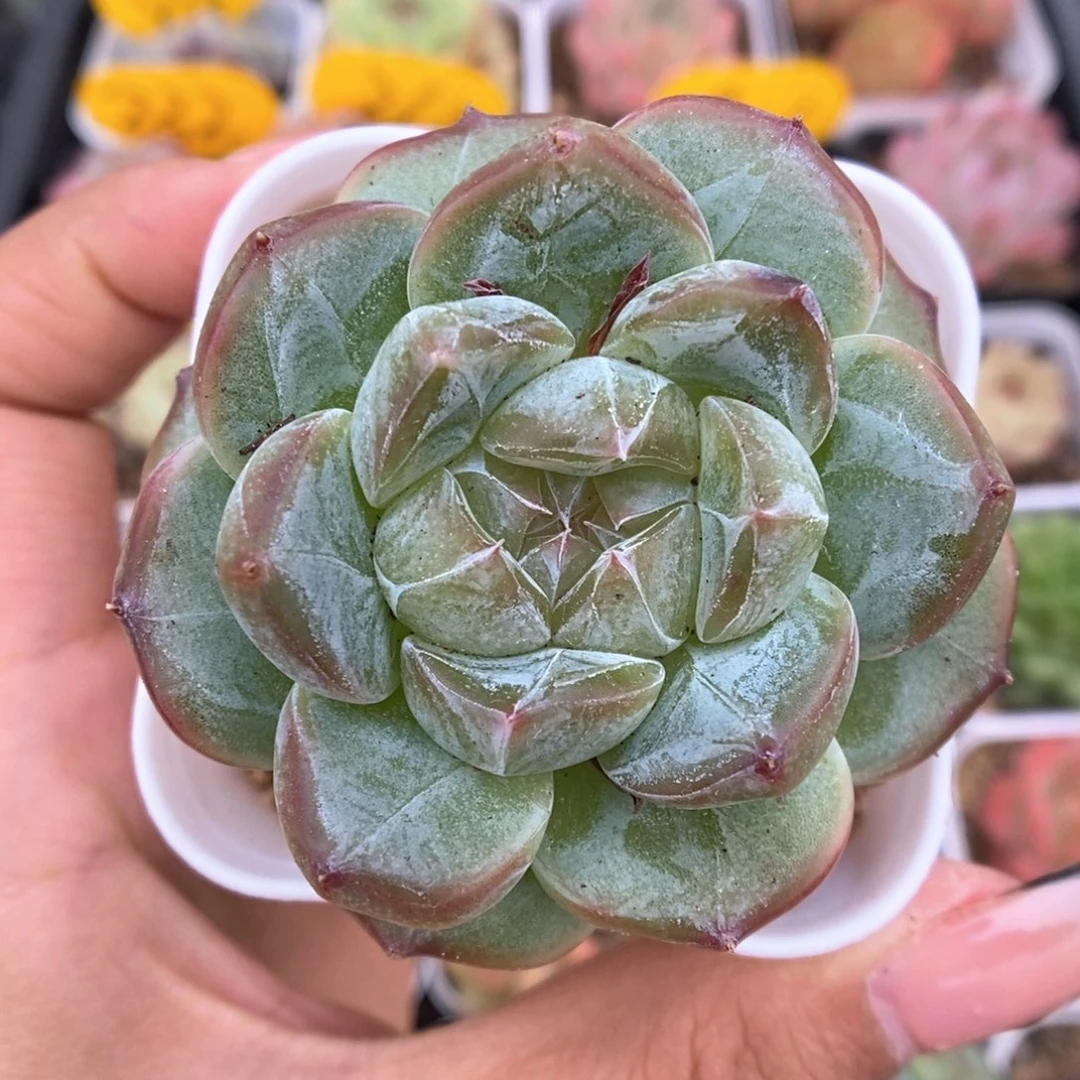 碎冰可拍440号。