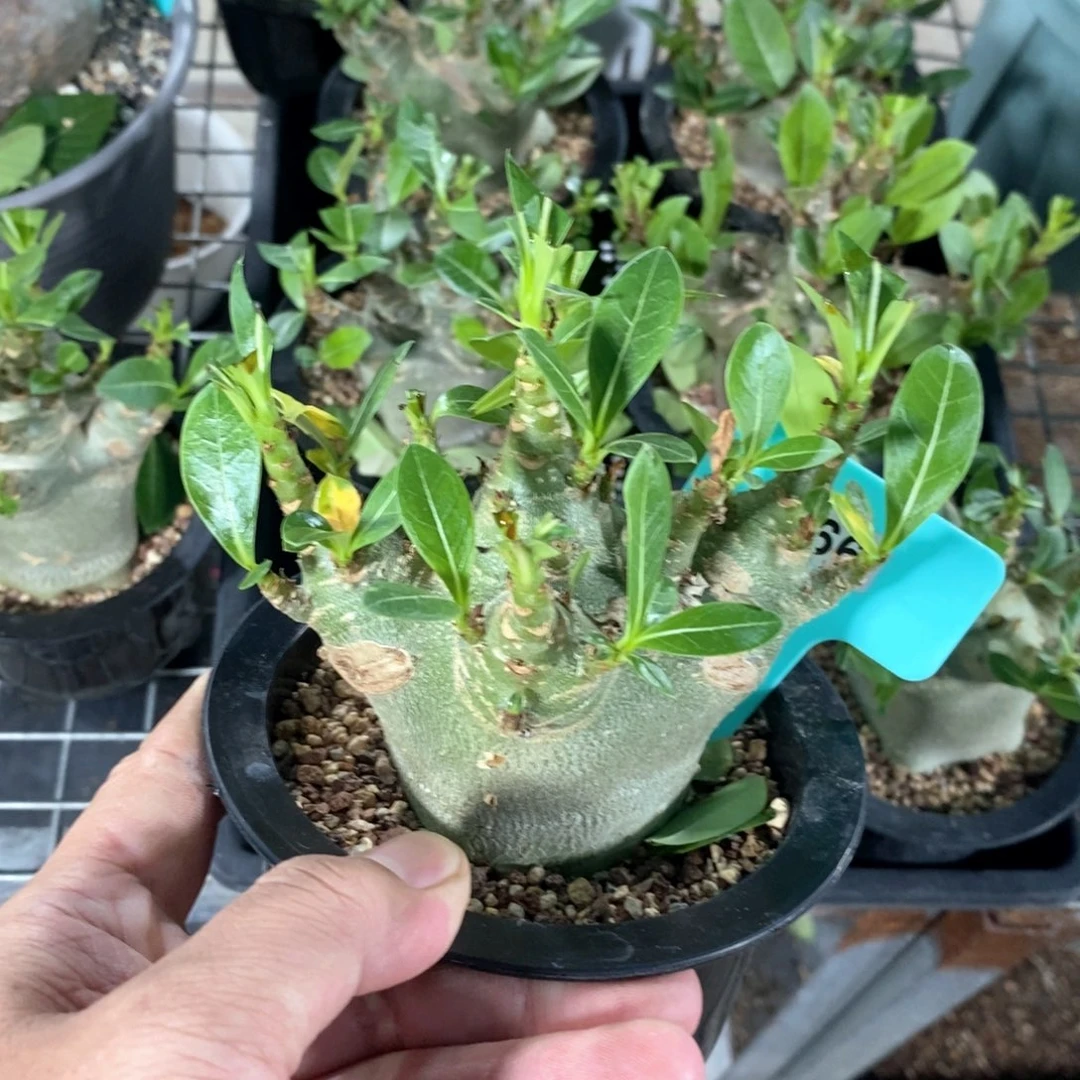 泰系哥斯拉沙漠玫瑰