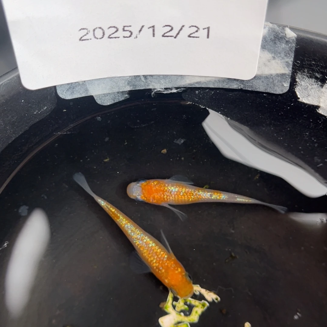 青鳉鱼224王华海王星一对