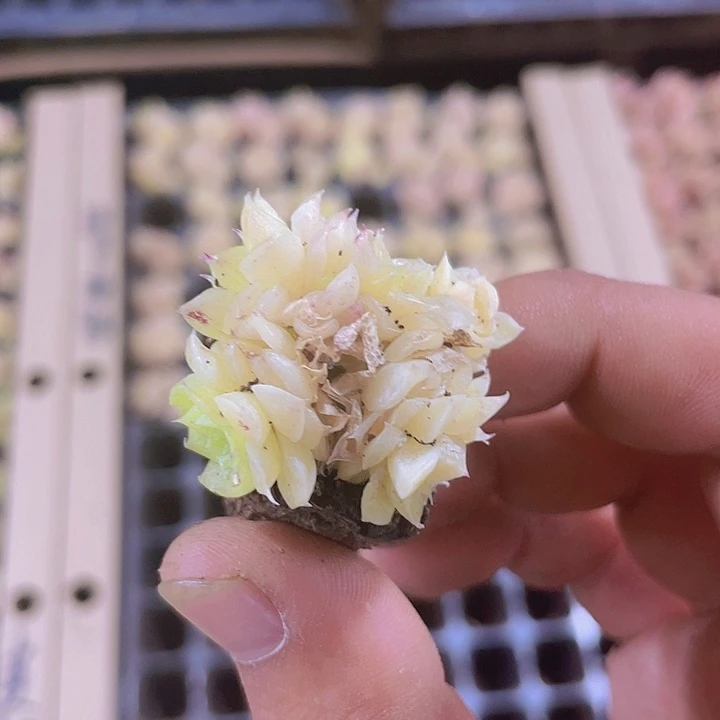 韩版麦秆精品多肉