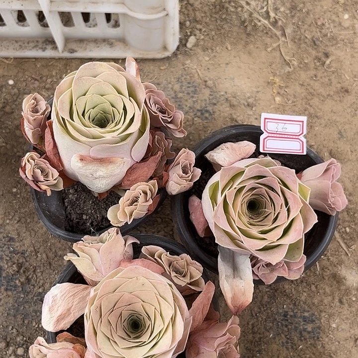 紫霞仙子玫瑰3个36