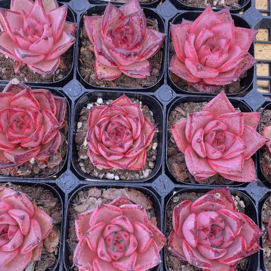 1052号 罗密欧金牛座单头一个