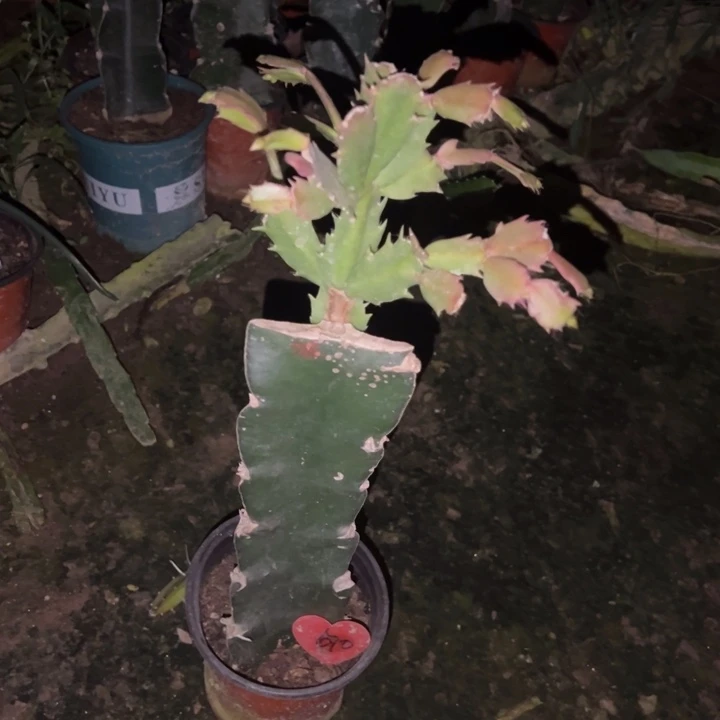守***0当前无花栽培后可以开花荷花妹妹670