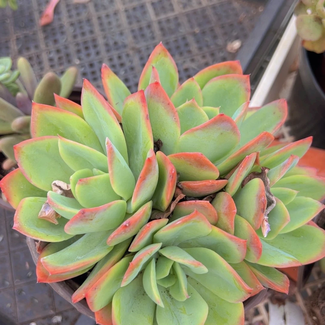 绮罗仙子四头起发