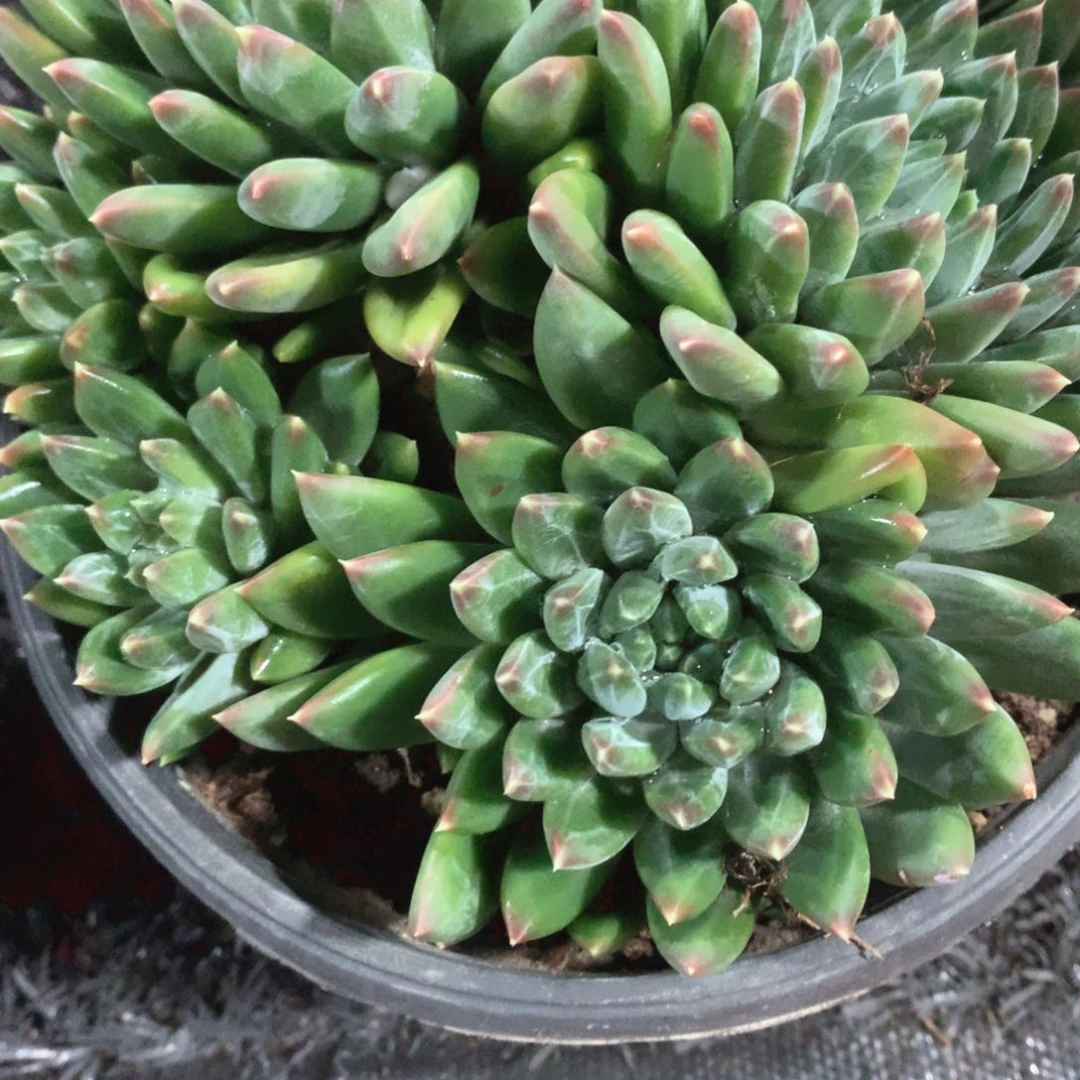 多肉植物惠美人30