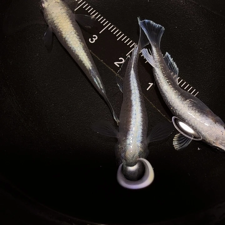 青鳉鱼一物一拍668