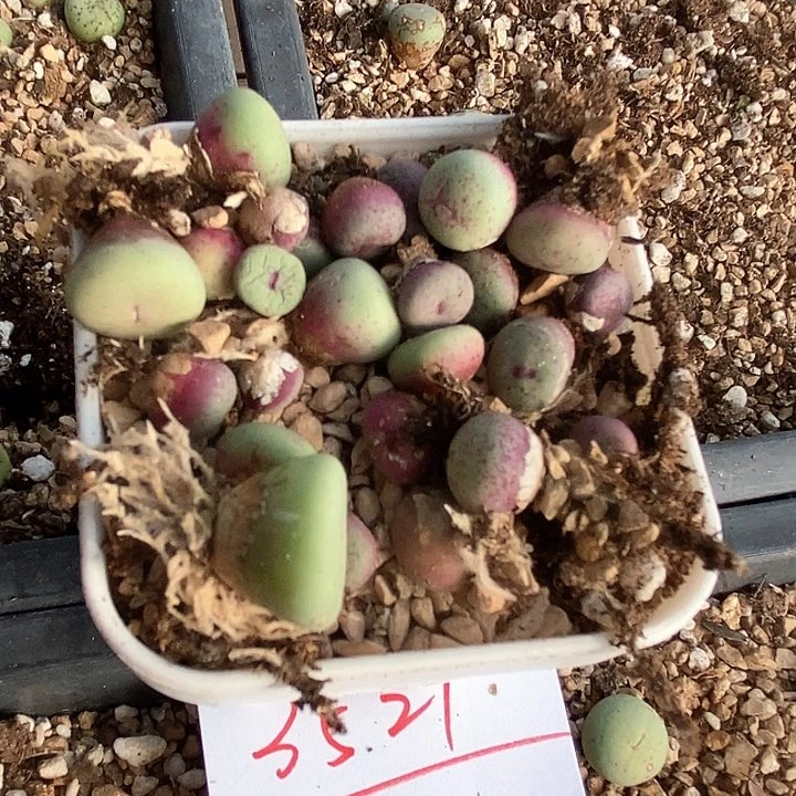 3521编号小红嘴一颗