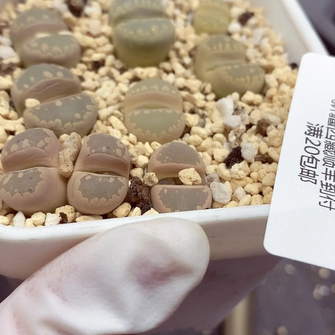 我会把他给她送上499