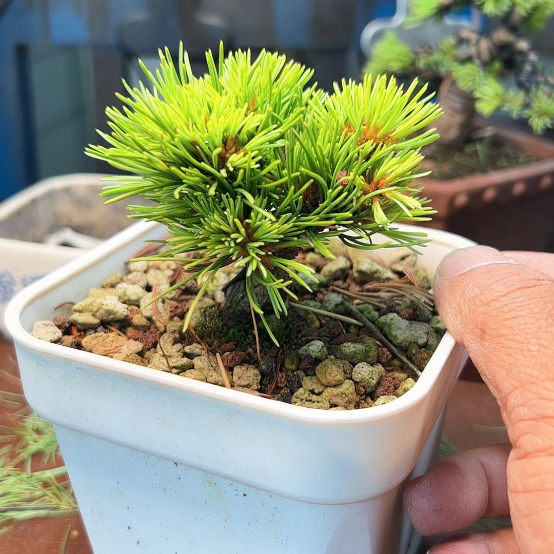 完全开放松树可口可乐了