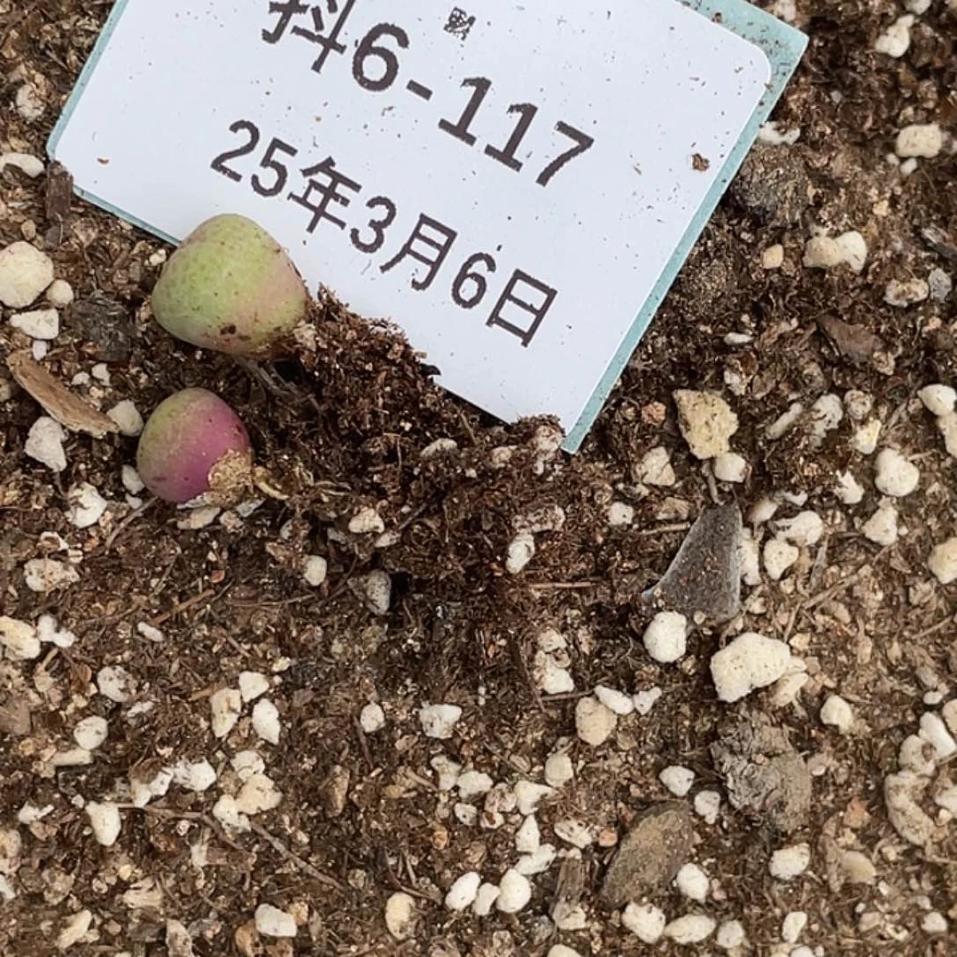咕***?6-117肉锥多肉植物