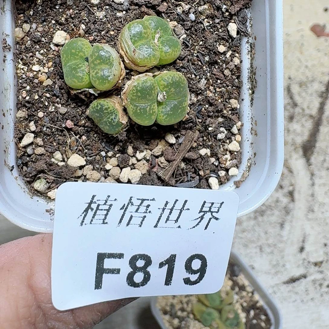 819号的日子去哇c g