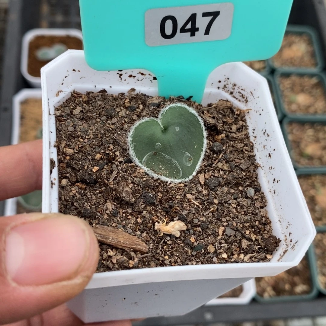 云***辰毛爱心产地多肉植物