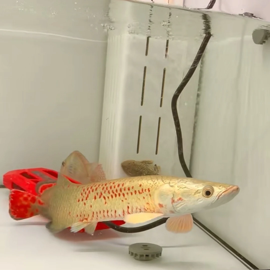 红尾海象巨骨鱼舌鱼苗大型凶猛猛鱼混养观赏活体水族