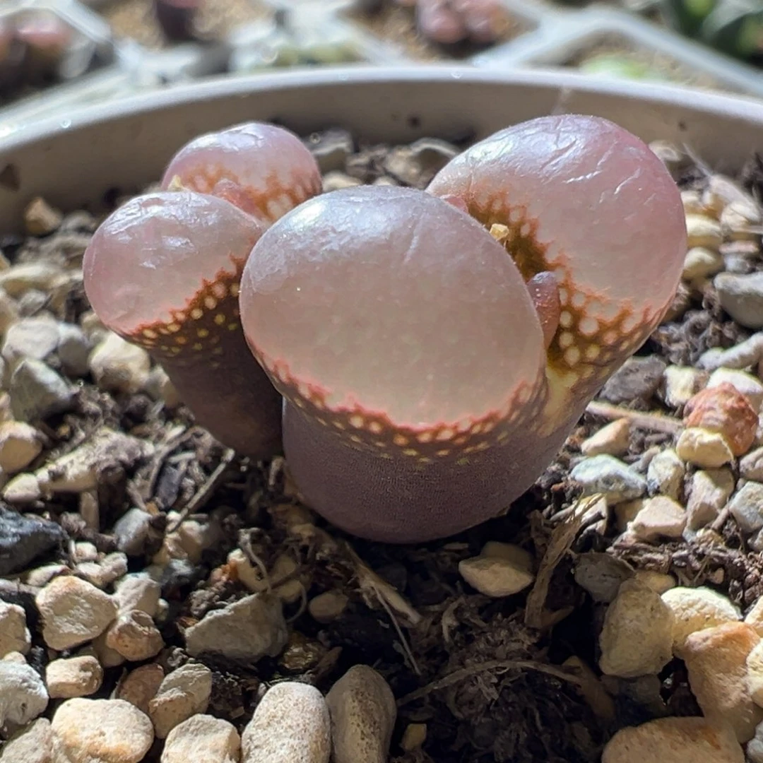 粉透厚窗 超好看 13