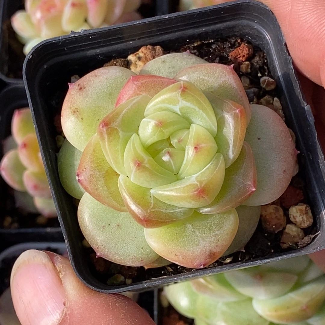 天官赐福百无禁忌