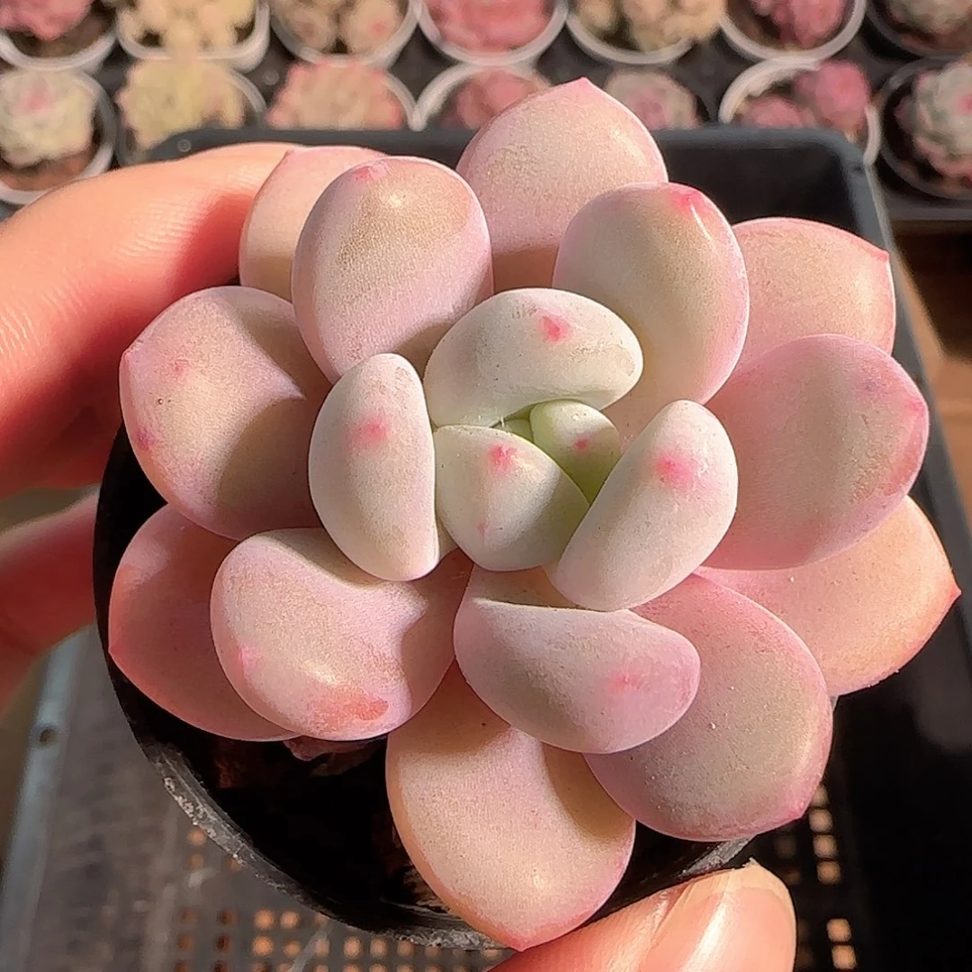 多肉1209-82福利福利