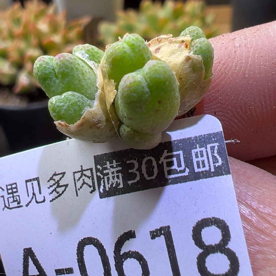 多肉植物111111111111111