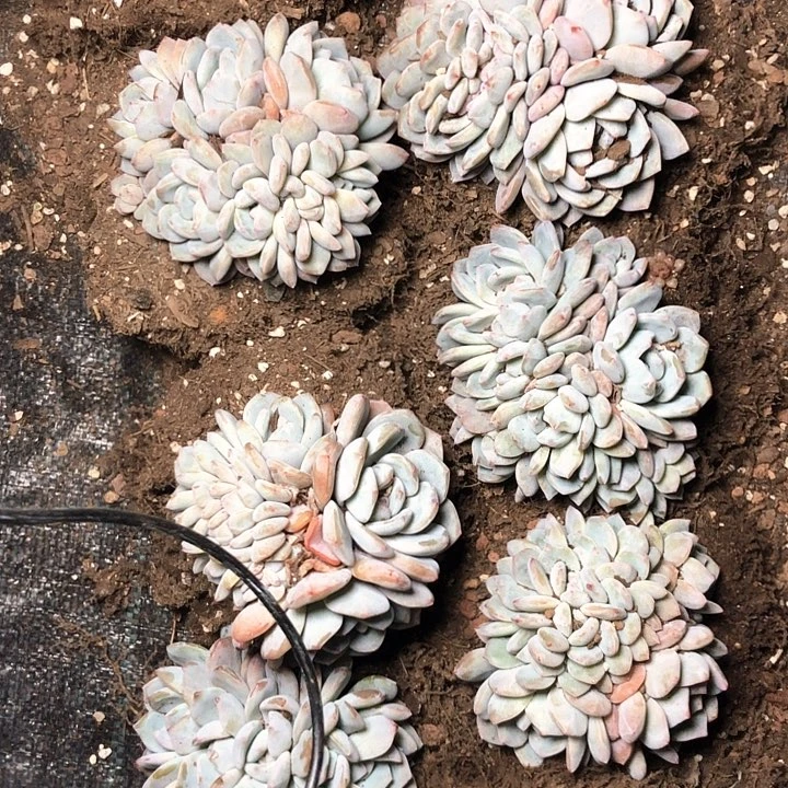 55//////////////////////