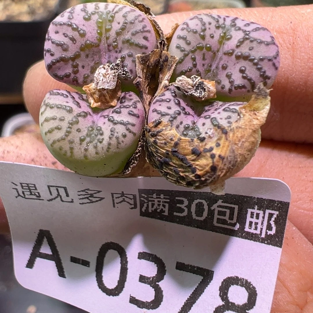 多肉植物11111111111