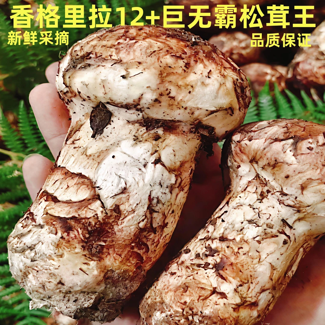 【尊享级】12+以上云南香格里拉新鲜采摘巨无霸野生菌松茸王